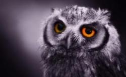 User Profile: Littleowl114