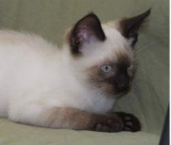 User Profile: peacecat