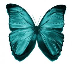 User Profile: tealbutterfly22