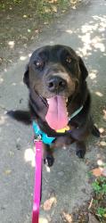 User Profile: DogStarr