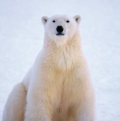 User Profile: Carebipolarbear