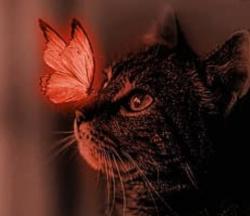 User Profile: BurnRedGlowingButterflee