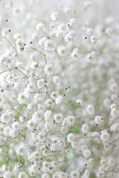 User Profile: whiteTinyFlower