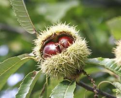 User Profile: wantingChestnuts42