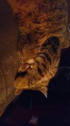 User Profile: KittyWoo