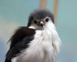 User Profile: gentletalons
