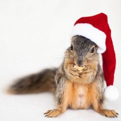 User Profile: Maggiethesquirrel