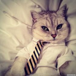 User Profile: arafen