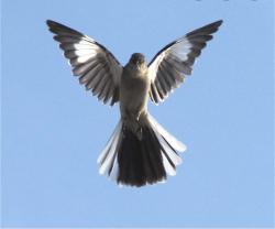 User Profile: Mockingbird31