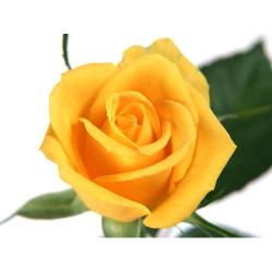 User Profile: anadh