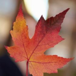 User Profile: modestMaple6475