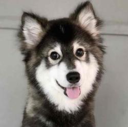 User Profile: SleepHusky