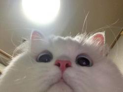 User Profile: THEWATERMELONCAT