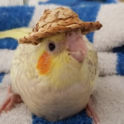 User Profile: windyscarf