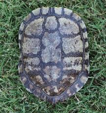 User Profile: conscientiousTurtle7794
