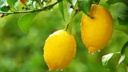 User Profile: Lemontime20