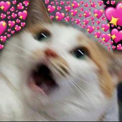 User Profile: thissappyavocado