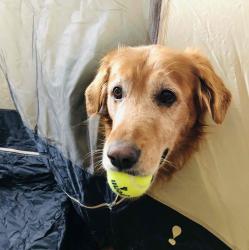 User Profile: Goldendog57