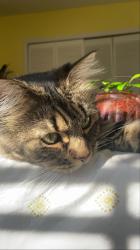 User Profile: ShadowDell