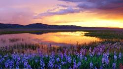 User Profile: WaterLily762