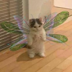 User Profile: plushieorgans
