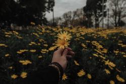 User Profile: SentimentalFlower