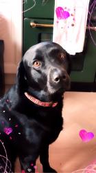 User Profile: Paws4You