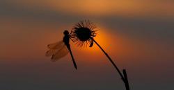 User Profile: Dragonflyskye