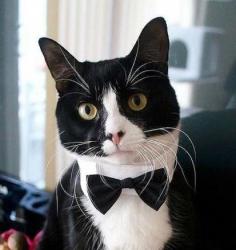 User Profile: coolcat55