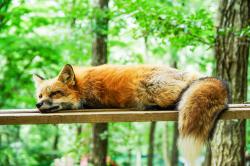 User Profile: FrankieFox