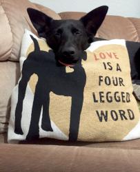 User Profile: Pupfruts
