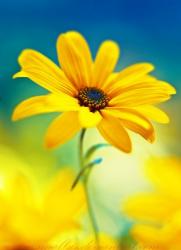 User Profile: YellowFlower123