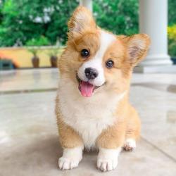 User Profile: SparkyCorgi