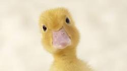 User Profile: Quacker322