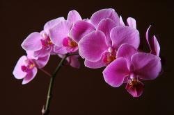 User Profile: OrchidMelody