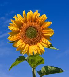 User Profile: BloomingSunflower