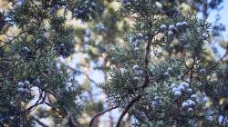 User Profile: Juniper36