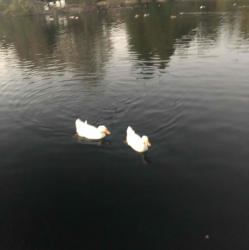 User Profile: cyanCoconut6045