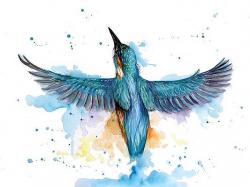 User Profile: illflyaway