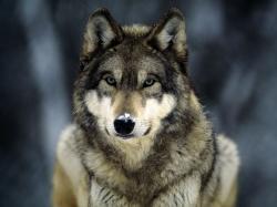 User Profile: ArcadianWolf