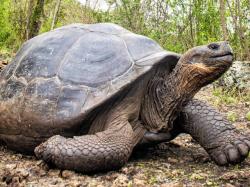 User Profile: lightTortoise3820