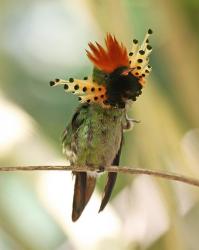 User Profile: Lophornis