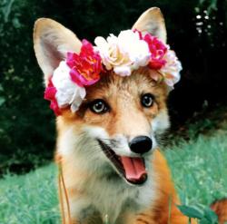 User Profile: FluffyKitsune