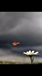 User Profile: honeybee90