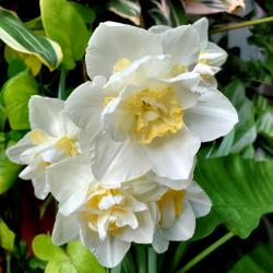 User Profile: OakenIris