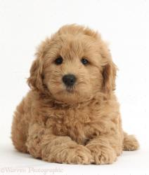 User Profile: Lickedbyapuppy