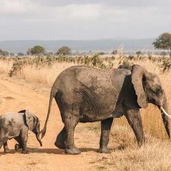 User Profile: CowlyElephant0115