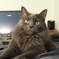 User Profile: Raven33
