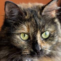 User Profile: SilverStreamAri