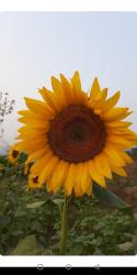 User Profile: SimplyBeautifulMindGirl